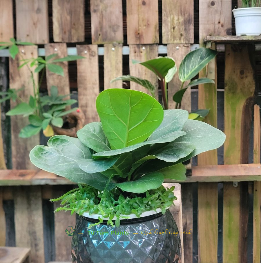 Cây Bàng Singapore