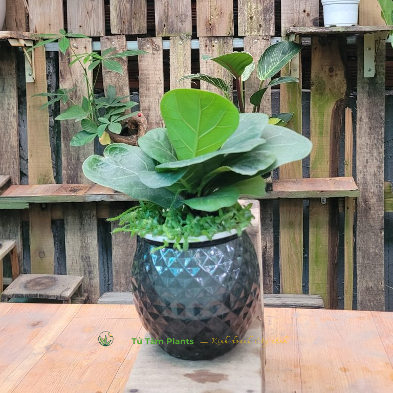 Cây Bàng Singapore