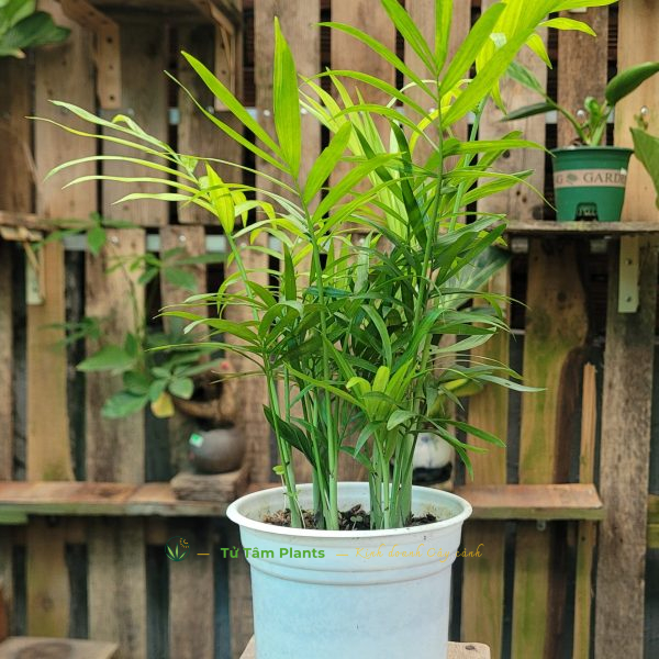 Cây Cau Tiểu Trâm (thủy sinh) (2)