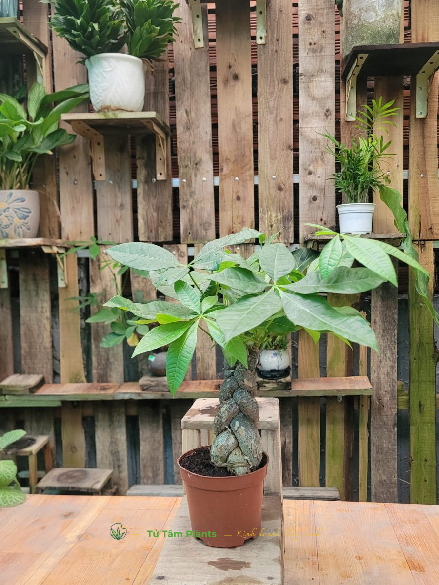 Cây Kim Ngân (thủy sinh)