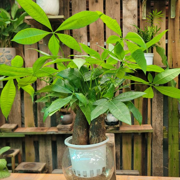 Cây Kim Ngân (thủy sinh)