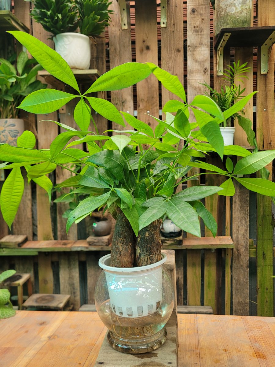 Cây Kim Ngân (thủy sinh)