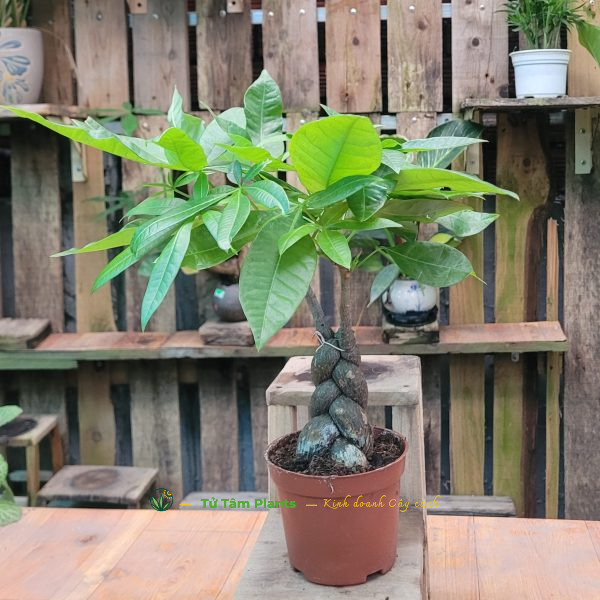 Cây Kim Ngân (thủy sinh)