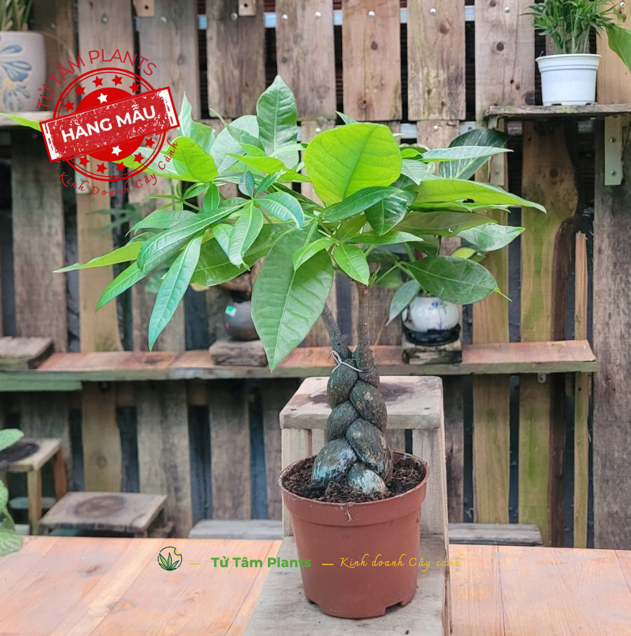 Cây Kim Ngân (thủy sinh)