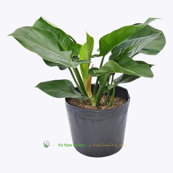 Cây Trầu Bà Đế Vương