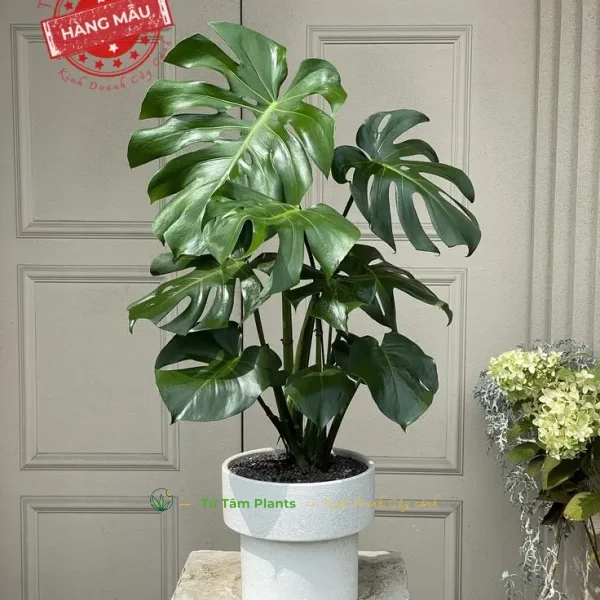 Cây Trầu Bà Nam Mỹ (Lá Xẻ)
