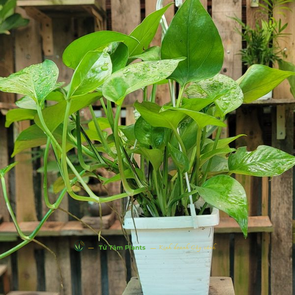 Cây Trầu Bà Xanh (Lá Nhỏ)
