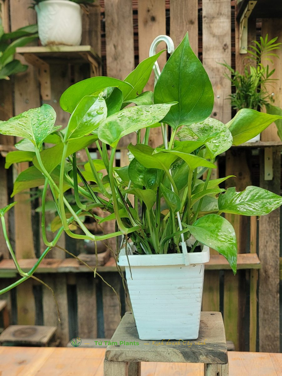 Cây Trầu Bà Xanh (Lá Nhỏ)
