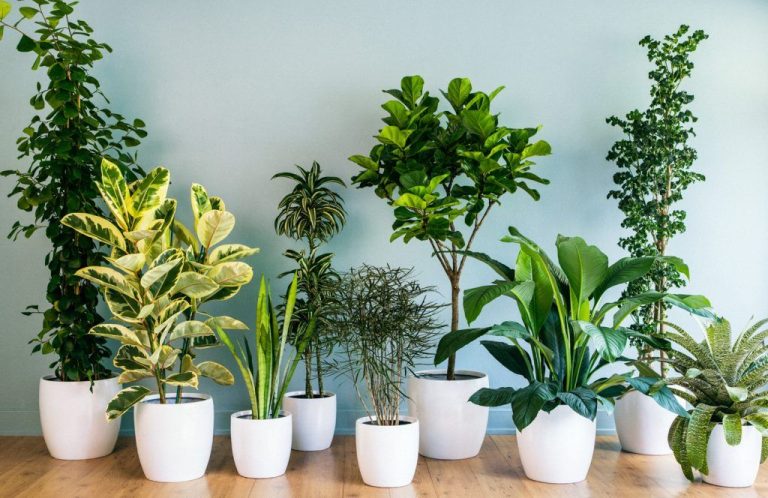 Cây Xanh Văn Phòng - Tử Tâm Plants