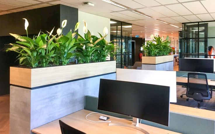 Cây Xanh Văn Phòng - Tử Tâm Plants