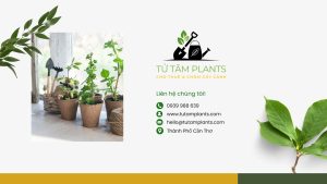 Cây Xanh Văn Phòng (Liên hệ cho thuê) - Tử Tâm Plants