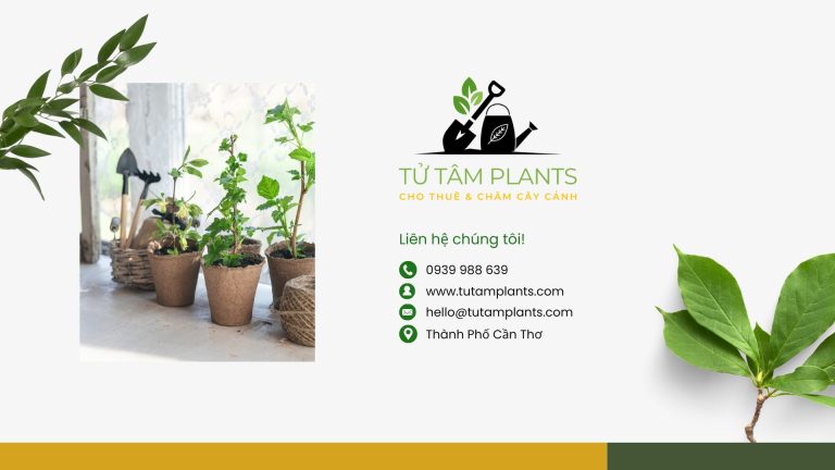 Cây Xanh Văn Phòng (Liên hệ cho thuê) - Tử Tâm Plants
