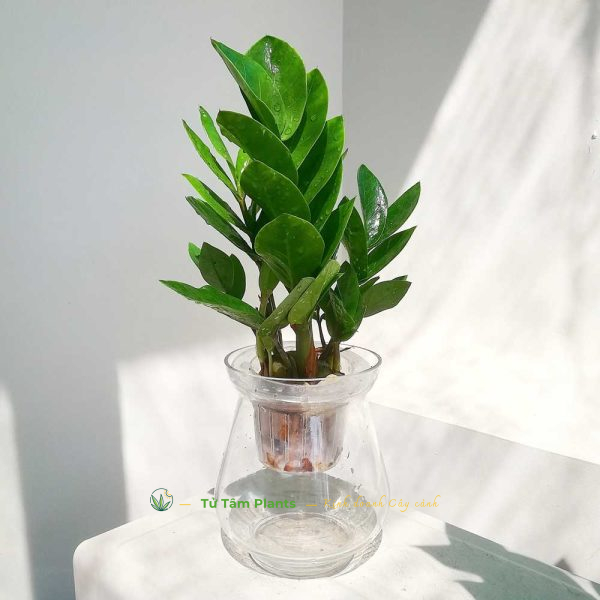 Cây Kim Tiền trồng Thủy sinh