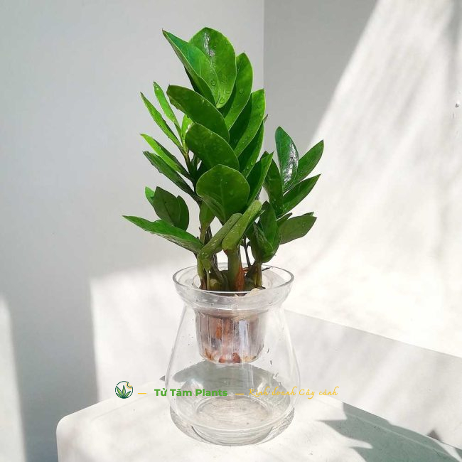 Cây Kim Tiền trồng Thủy sinh