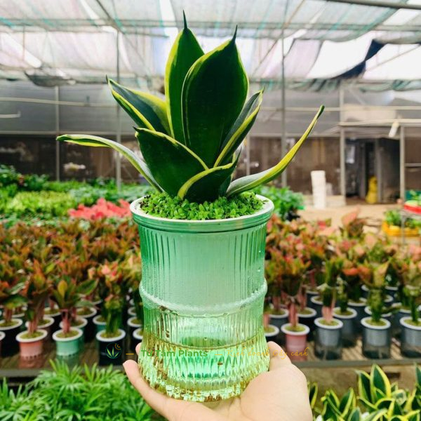 Cây Lưỡi Mèo (Thủy sinh)