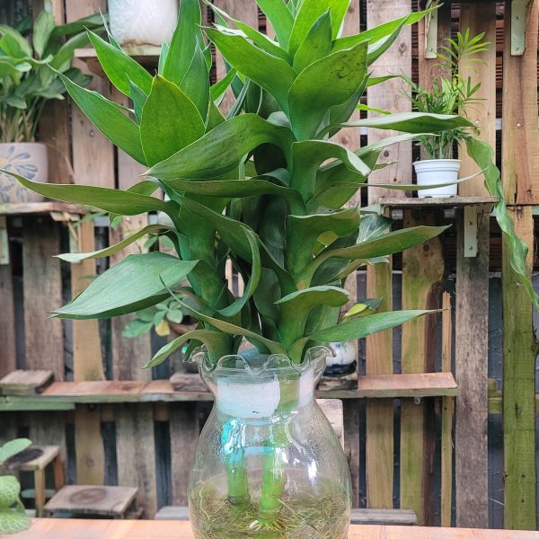Cây Phát Tài Búp Sen trồng Thủy sinh