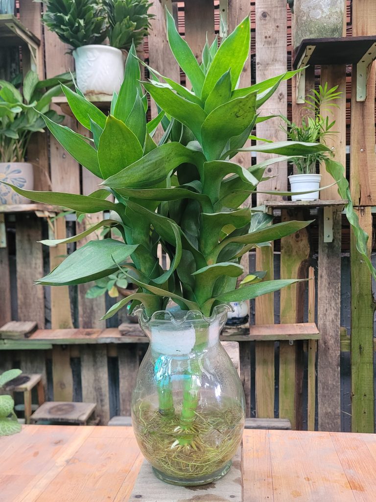 Cây Phát Tài Búp Sen trồng Thủy sinh