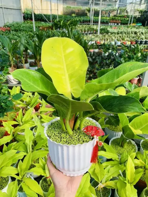 Cây Trầu Bà Đế Vương (Vàng)