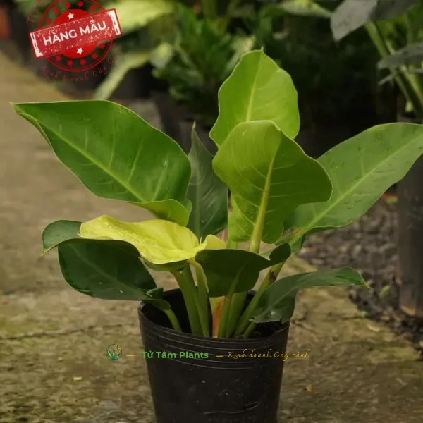 Cây Trầu Bà Đế Vương (Vàng)