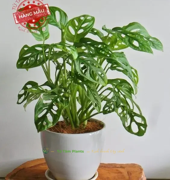 Cây Trầu Bà Lá Lỗ