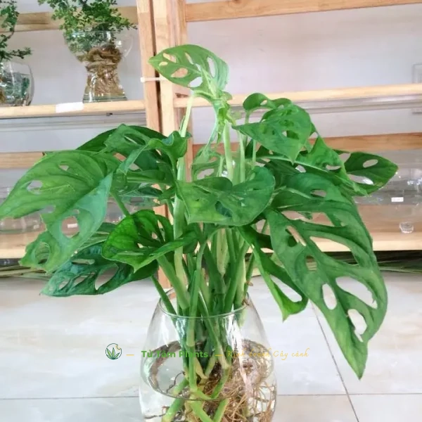 Cây Trầu Bà Lá Lỗ Thủy Sinh