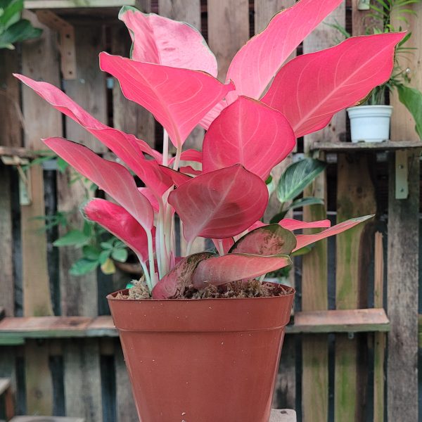 Cây Vạn Lộc (thái)