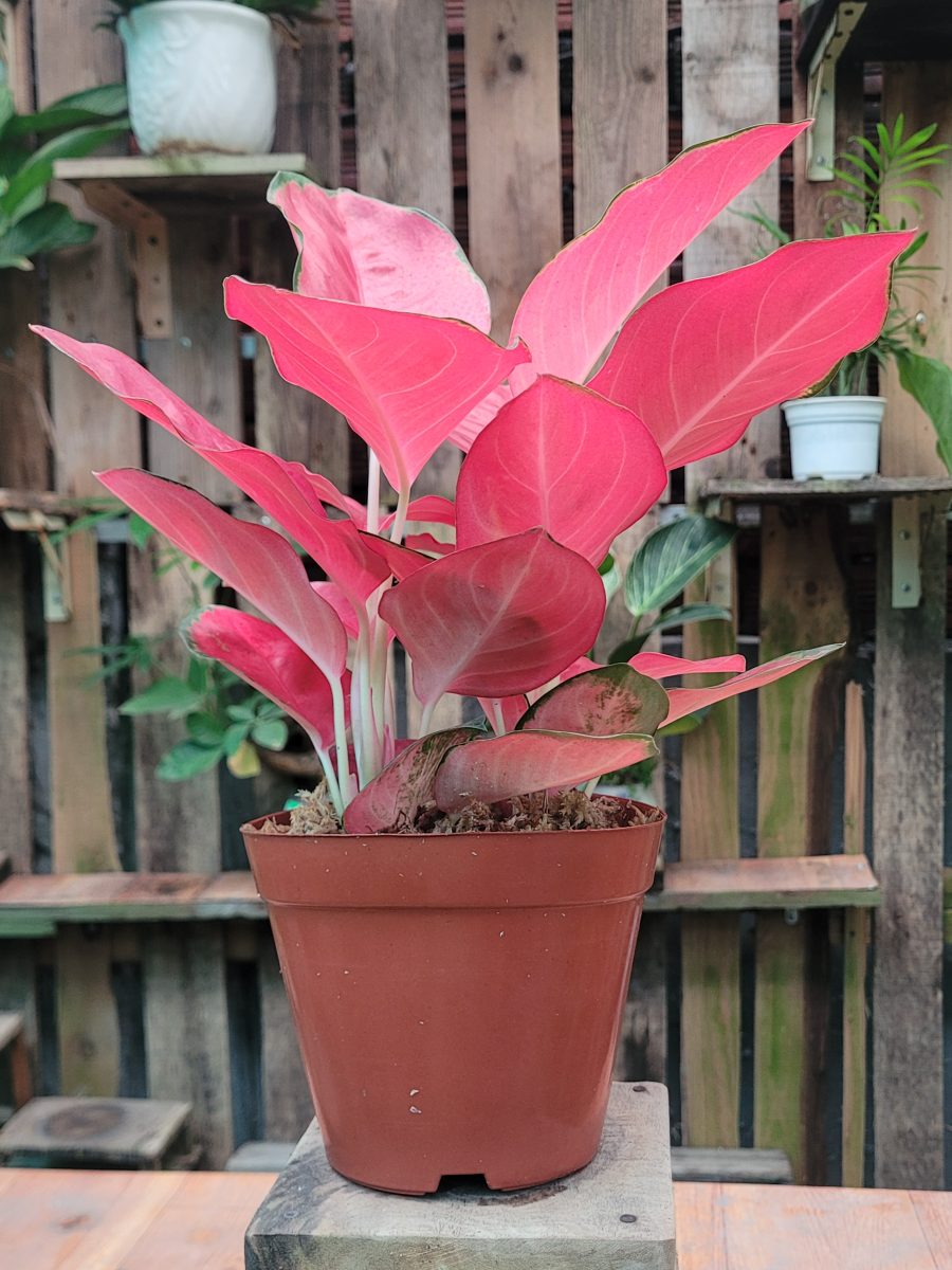 Cây Vạn Lộc (thái)
