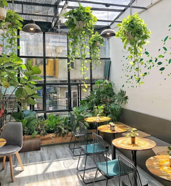 Cây Xanh & Cafe (03) - Tử Tâm Plants
