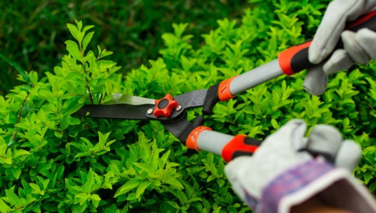 Dịch vụ Bảo dưỡng & Tái tạo Vườn cây