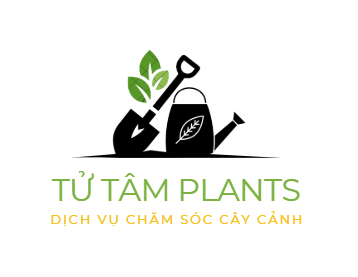 Dịch vụ chăm sóc và bảo dưỡng cây cảnh