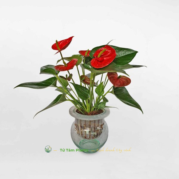 Cây Hồng Môn Trồng Thủy Sinh