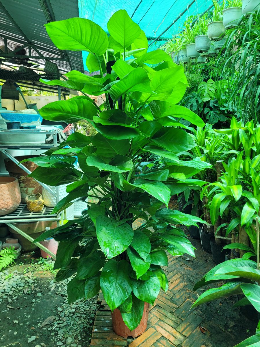 Cây Trầu Bà Pháp Leo Cột