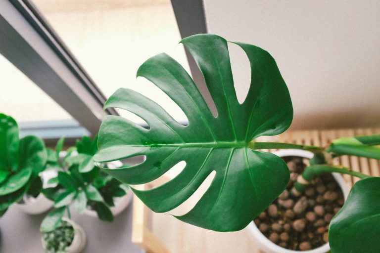 05 bệnh thường gặp trên kiểng lá
